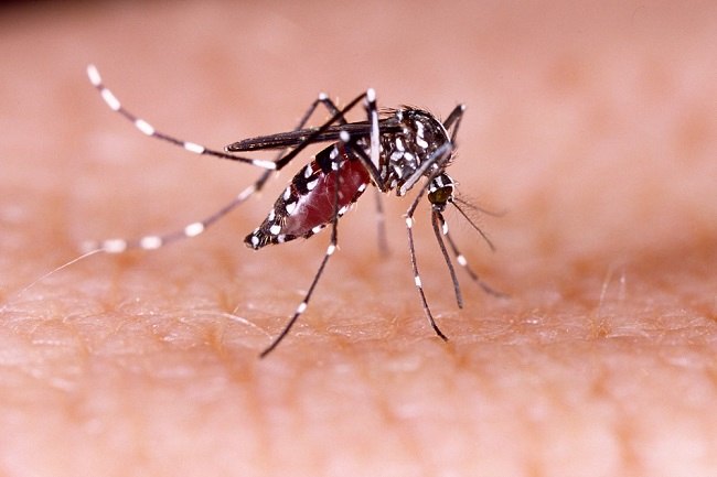 mengenali ciri ciri nyamuk aedes aegypti penyebab dbd 0 alodokter