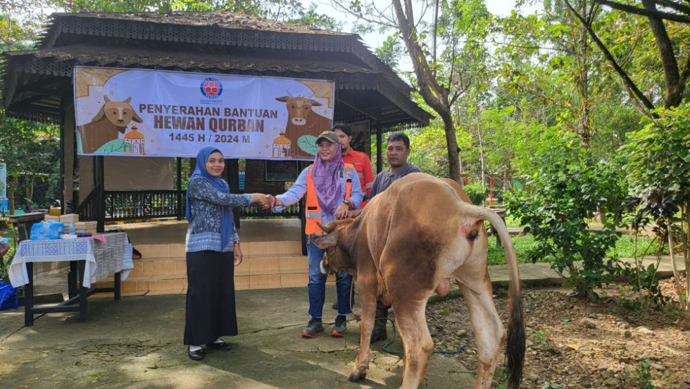 sapi indocement