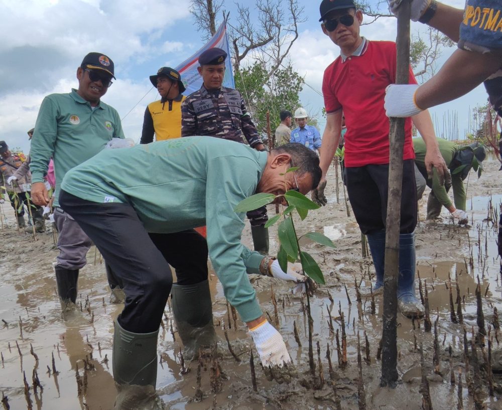 mangrove2